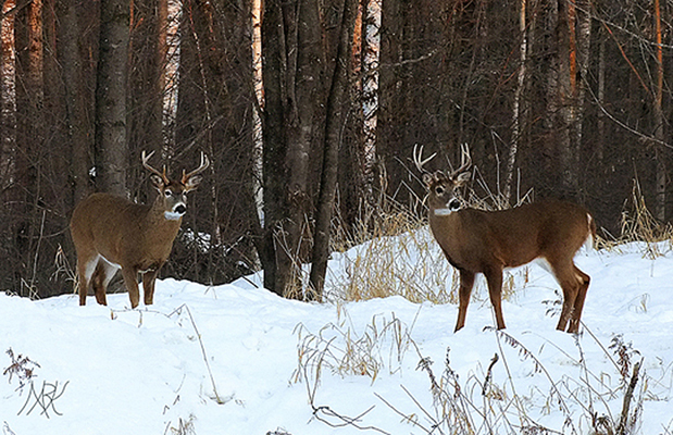 In Our Neighborhood/