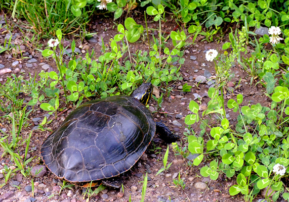 In Our Neighborhood/