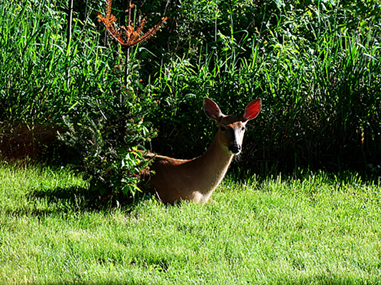 In Our Neighborhood/